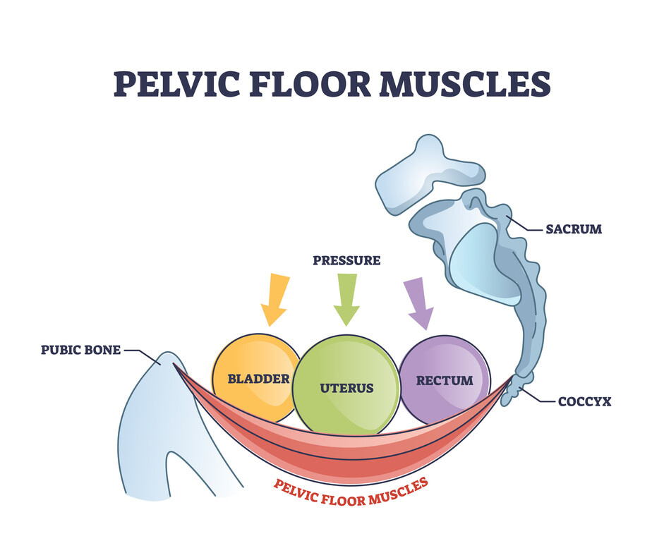 Pelvic Floor muscles