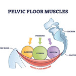 Pelvic Floor muscles